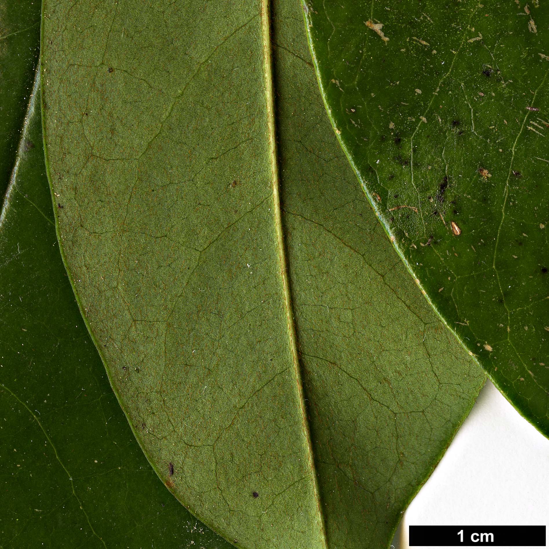 High resolution image: Family: Magnoliaceae - Genus: Magnolia - Taxon: ×foggii (M.doltsopa × M.figo)